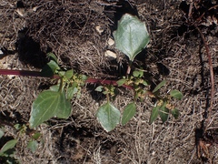 Chenopodium macrospermum