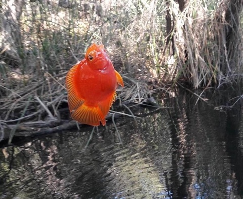 Midas cichlid (Amphilophus citrinellus) — Cichlidae