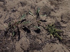 Rumex crassus