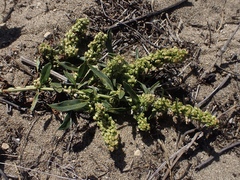 Rumex crassus