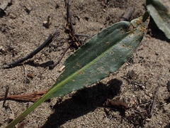 Rumex crassus