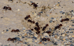 Pogonomyrmex rugosus