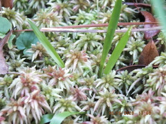 Image of Sphagnum molle