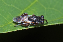 Haltichellinae
