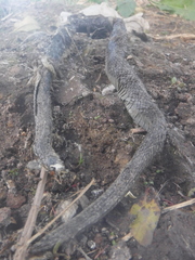 Thamnophis melanogaster