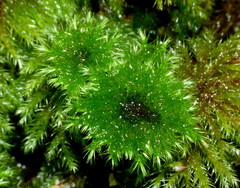 Sciadocladus menziesii