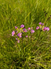Primula longiscapa
