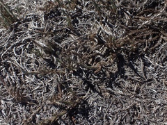 Cardionema ramosissimum