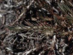 Cardionema ramosissimum