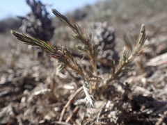 Cardionema ramosissimum