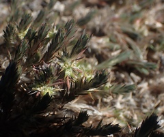 Cardionema ramosissimum