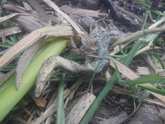 Thamnophis melanogaster