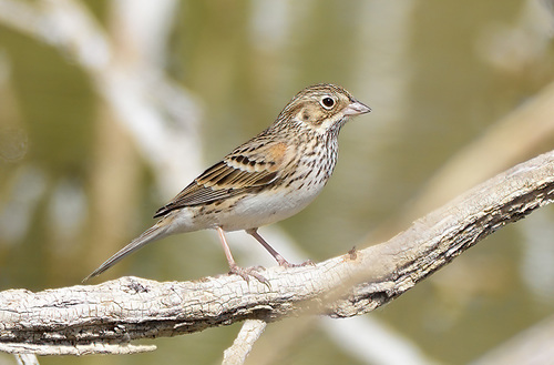 Vesper Sparrow, photo 5 of 9