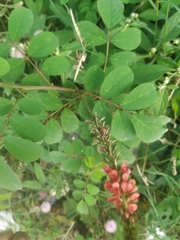 Indigofera astragalina