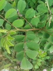 Indigofera astragalina