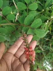 Indigofera astragalina