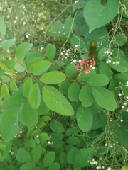 Indigofera astragalina
