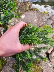 Veronica subfulvida