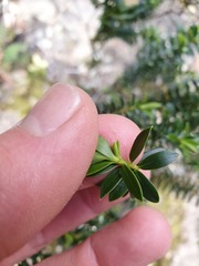 Veronica subfulvida