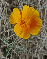 Eschscholzia californica maritima