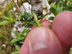 Veronica subfulvida