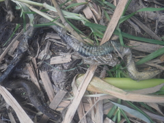 Thamnophis melanogaster