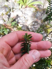 Veronica subfulvida