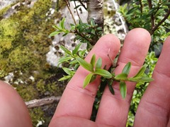 Veronica subfulvida