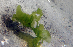 Ulva fenestrata