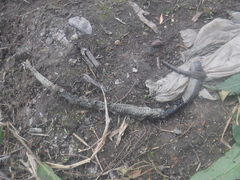 Thamnophis melanogaster