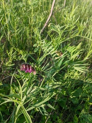 Vicia megalotropis