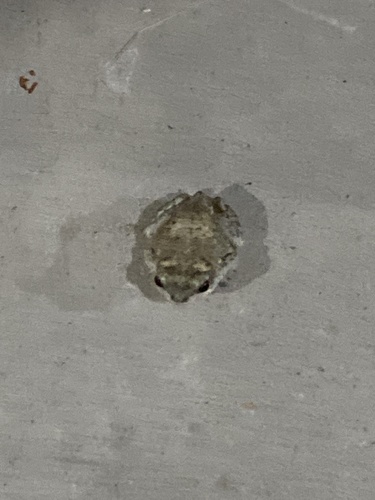 iNaturalist observation photo of Red-spotted Toad