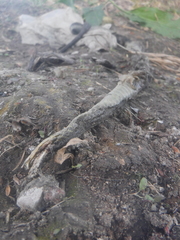 Thamnophis melanogaster