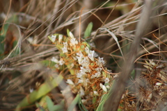 Cuscuta pacifica pacifica