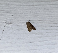 Protorthodes melanopis