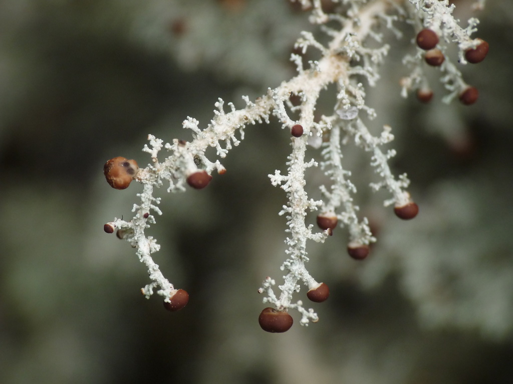 Lichen Source Foam Lichens (Macrolichens Genera of the Pacific Northwest ) · iNaturalist