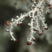 Foam Lichens - Photo (c) harrylurling, some rights reserved (CC BY-NC), uploaded by harrylurling