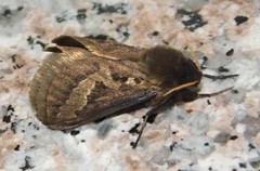 Eudalaca homoterma
