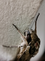 Psilogramma discistriga