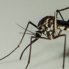 Armigeres subalbatus