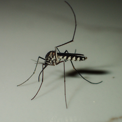 Armigeres subalbatus