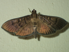 Coptobasis