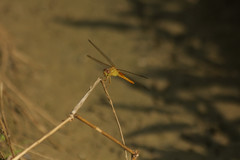 Crocothemis servilia