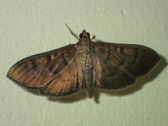 Coptobasis