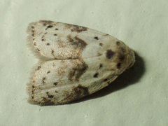 Stictane bokorensis