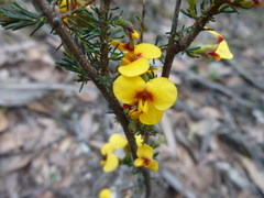 Dillwynia ramosissima