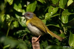 Apalis flavida