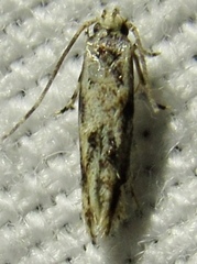 Melanocinclis lineigera