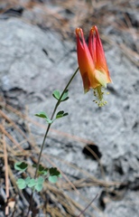 Aquilegia elegantula
