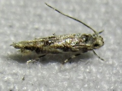 Melanocinclis lineigera